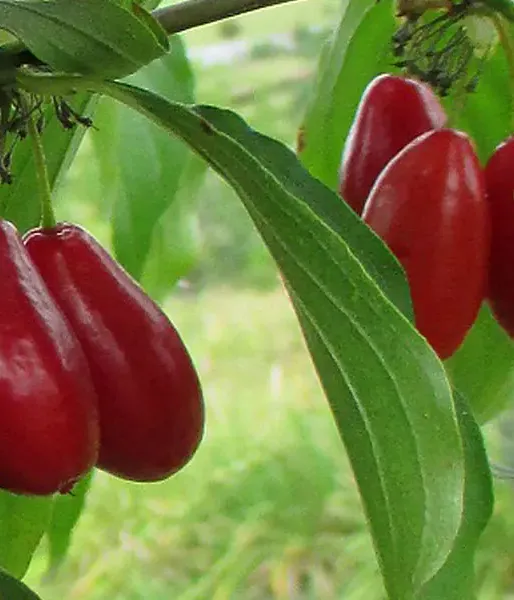 Kornelkirsche (Cornus mas) PACOSZKI