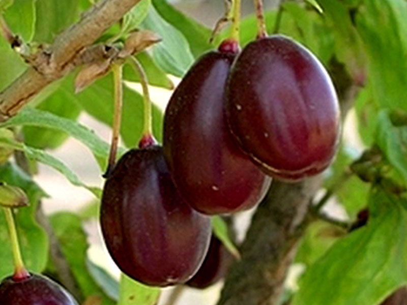 Kornelkirsche (Cornus mas) MATADOR