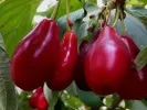 Kornelkirsche (Cornus mas) SEMEN - Tutifruti SK