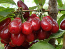 Kornelkirsche (Cornus mas) SLOWIANIN - Tutifruti SK