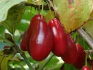 Drieň obyčajný (Cornus mas) STAROKIJEWSKI - Tutifruti SK