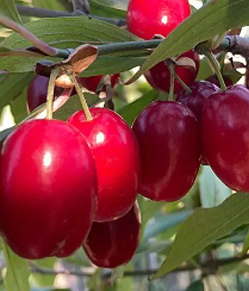 Kornelkirsche (Cornus mas) SVIETLANA