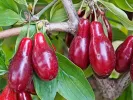 Cornelian Cherry Dogwood (Cornus mas) SZAFER® - Tutifruti SK