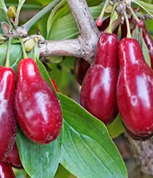 Cornelian Cherry Dogwood (Cornus mas) SZAFER® - Tutifruti SK