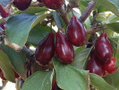 Kornelkirsche (Cornus mas) UGOLYOK - Tutifruti SK