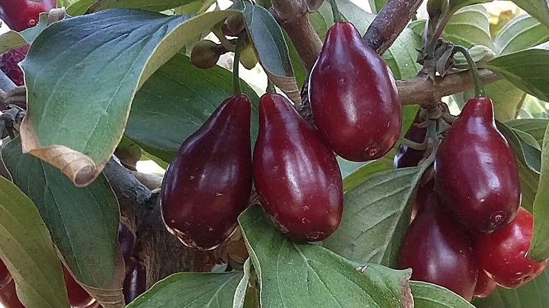 Die Kornelkirsche (Cornus mas) und ihre schmackhaften Früchte: ein unscheinbarer Baum mit hohem Ertrag