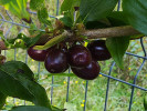 Kornelkirsche (Cornus mas) VIOLACEA - Tutifruti SK