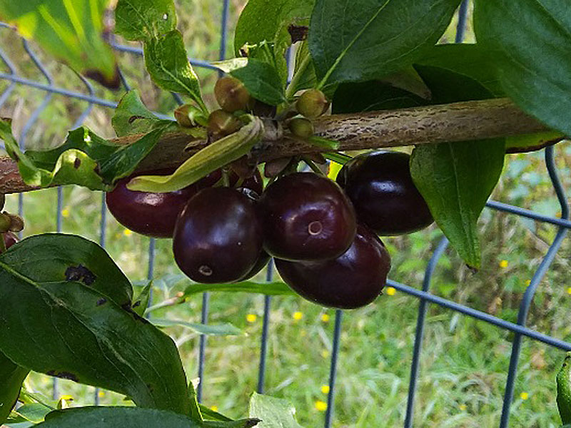 Kornelkirsche (Cornus mas) VIOLACEA