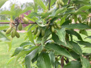 Kornelkirsche (Cornus mas) VLADIMIRSKIJ - Tutifruti SK