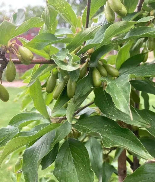 Kornelkirsche (Cornus mas) VLADIMIRSKIJ - Tutifruti SK
