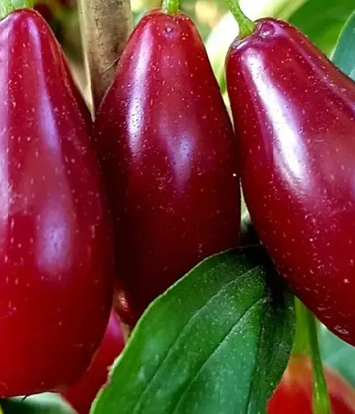 Kornelkirsche (Cornus mas) VLADIMIRSKIJ