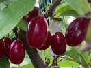 Kornelkirsche (Cornus mas) ORIGINALNYJ