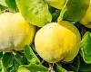 Quince Trees to order