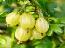 Stachelbeere (Grossularia uva-crispa) HINNONMAKI GELB - Tutifruti SK
