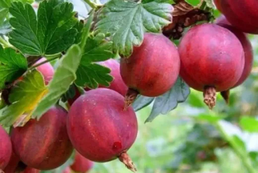 Gooseberries Kolobok and Krasnoslavjanskij: Detailed analysis of Russian varieties | Blog