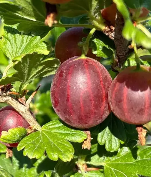 Stachelbeere (Ribes uva-crispa) KRASNOSLAVIJANSKIJ - Tutifruti, s.r.o. (SK)
