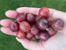 Gooseberry (Grossularia uva-crispa) HINNONMAKI RED - Tutifruti SK