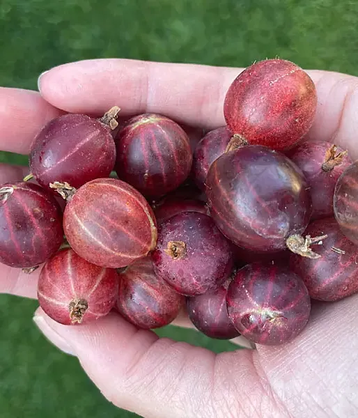 Gooseberry (Grossularia uva-crispa) HINNONMAKI RED