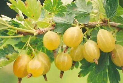 Latvian gooseberries: Analysis of the Kuršu Dzintars, Rita, and Maija varieties | Blog