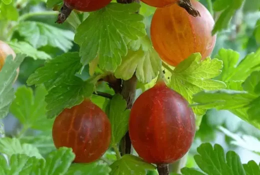 Stachelbeer-Sorten – 6 im Vergleich