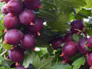 Stachelbeere (Grossularia uva-crispa) RODNIK - Tutifruti SK