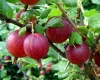 Gooseberries