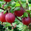 Stachelbeeren