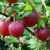 Stachelbeeren