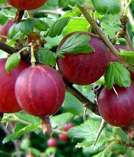 Gooseberry (Grossularia uva-crispa) HINNONMAKI RED