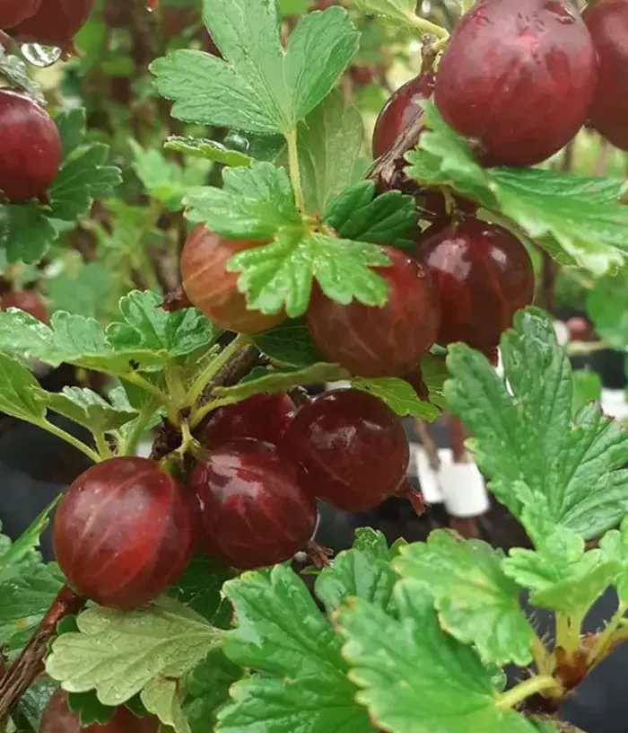 Egreš (Grossularia uva-crispa) ZVIEDRU SARKANĀ - Tutifruti, s.r.o.