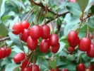 Cherry silverberry (elaeagnus multiflora) - Tutifruti SK