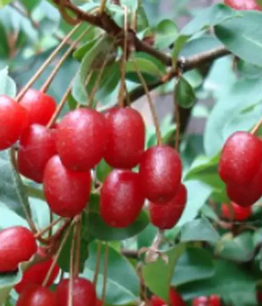 Cherry silverberry (elaeagnus multiflora) - Tutifruti SK