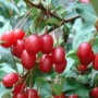 Cherry silverberry (elaeagnus multiflora)