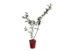 Cherry silverberry (elaeagnus multiflora) - Tutifruti SK