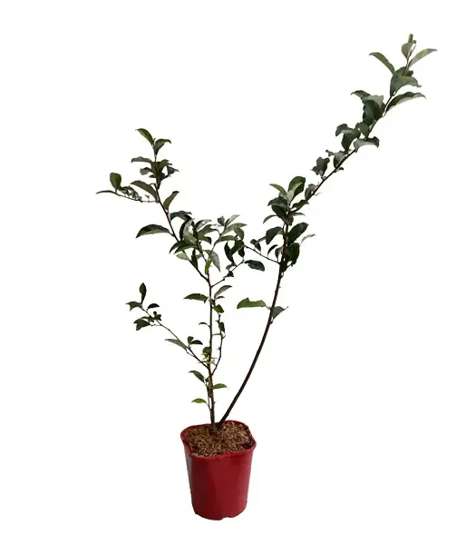 Cherry silverberry (elaeagnus multiflora) - Tutifruti SK