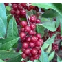 Oleaster (elaeagnus umbellata) POINTILLA  SWEET'N'SOUR®