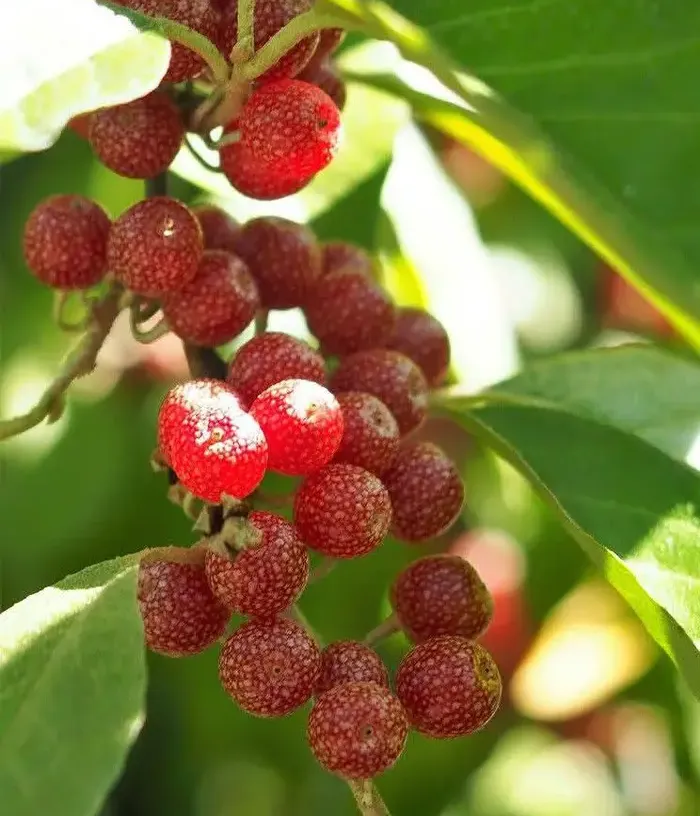 Red Oleaster (elaeagnus umbellata) POINTILLA® SWEET'N'TART®