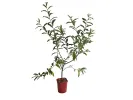 Red Oleaster (elaeagnus umbellata) POINTILLA AMOROSO - Tutifruti SK