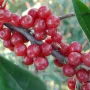 Red Oleaster (elaeagnus umbellata) POINTILLA AMOROSO