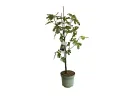 Bio Fig Tree (Ficus carica) BROWN TURKEY - Tutifruti SK