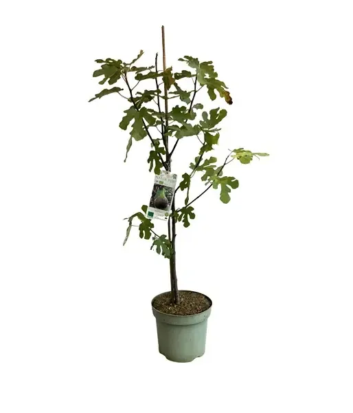 Bio Fig Tree (Ficus carica) BROWN TURKEY