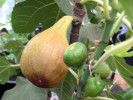 Bio Feigenbaum (Ficus carica) BORNHOLM