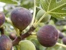 Bio Fig Tree (Ficus carica) BROWN TURKEY - Tutifruti SK