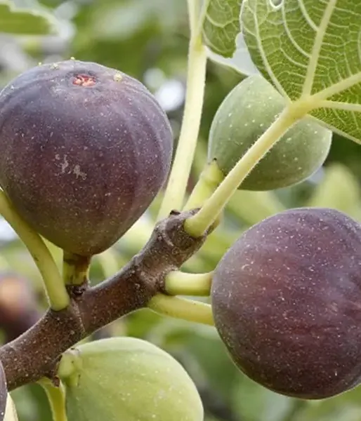 Bio Fig Tree (Ficus carica) BROWN TURKEY