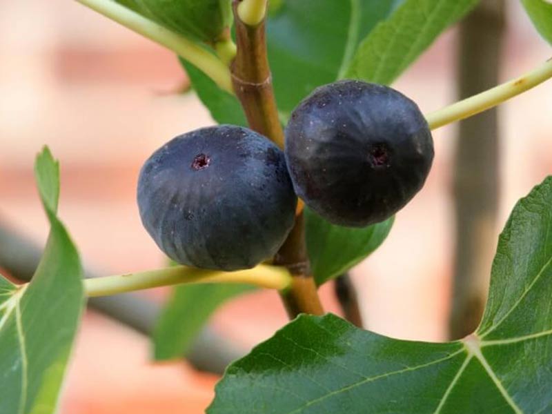 Feigenbaum (Ficus carica) MORENA