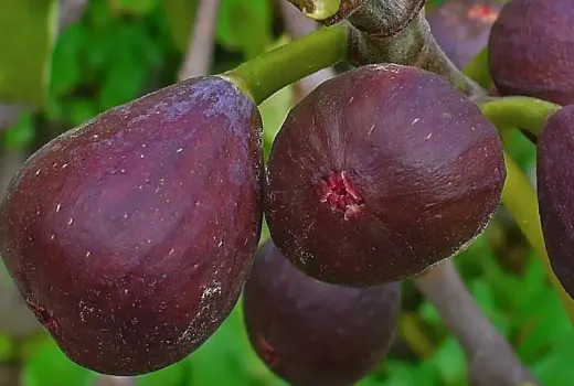 Neue Feigensorten in unserem Shop: 10 Feigenbäume für Garten und Kübel