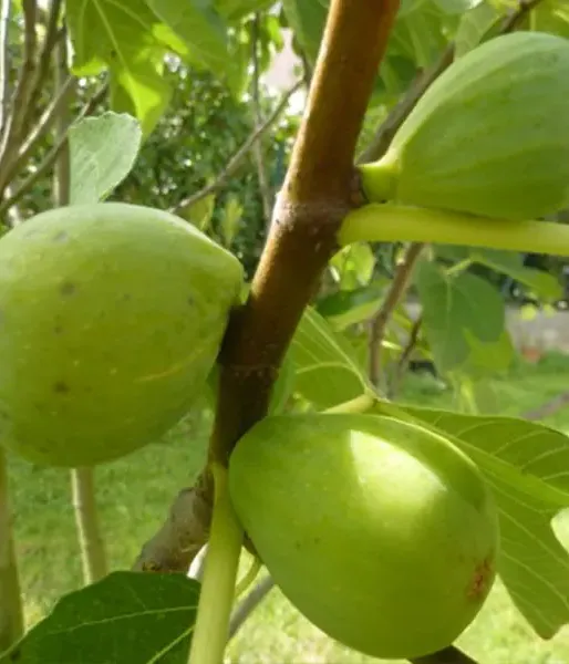 Bio Fig Tree (Ficus carica) DESERT KING