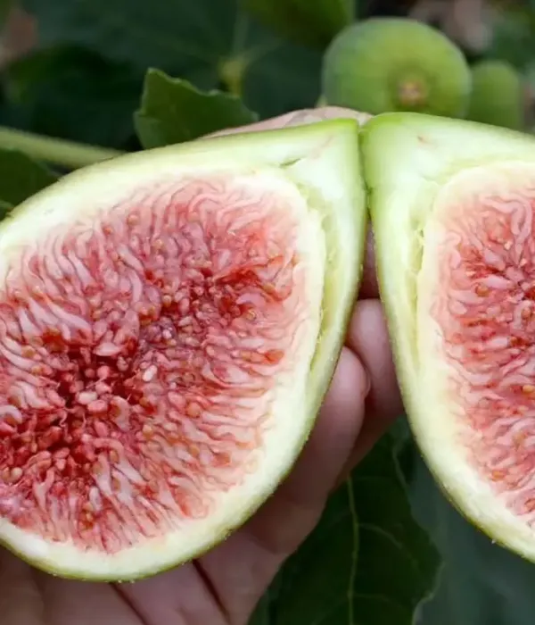 Feigenbaum (Ficus carica) DALMATIE