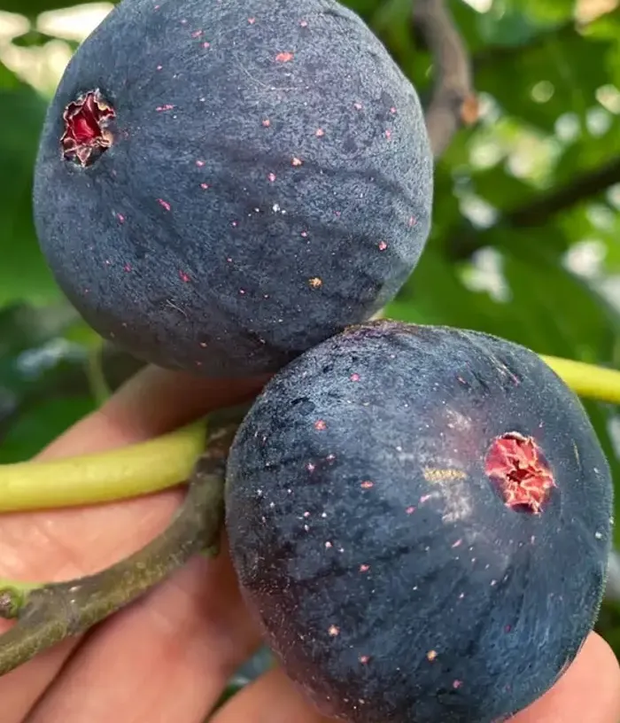 Feigenbaum (Ficus carica) RONDE DE BORDEAUX