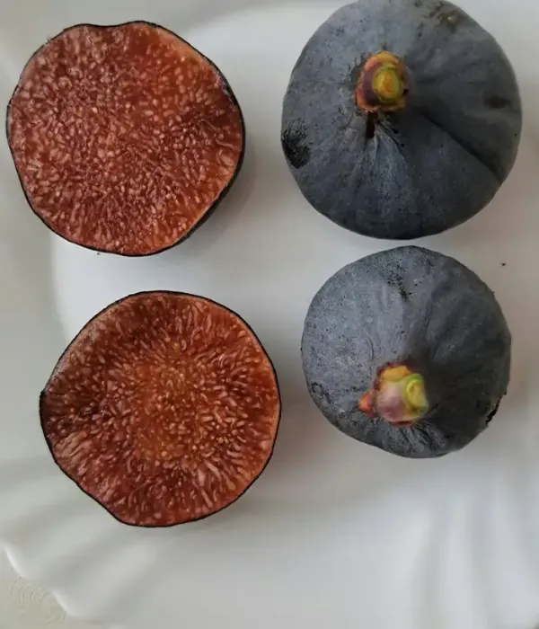 Feigenbaum (Ficus carica) VIOLETTE DE SOLLIÈS